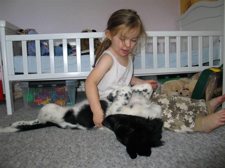 Stabijhoun Silja - en dag hjemme på værelset billede 2