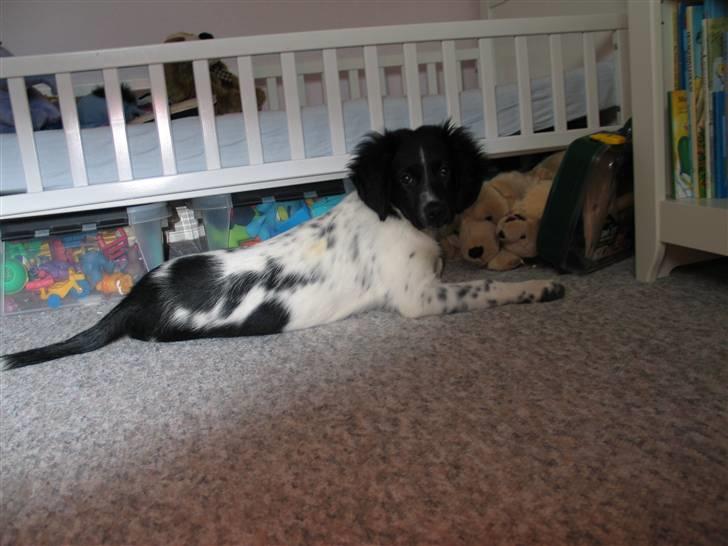 Stabijhoun Silja - en dag hjemme på værelset billede 3