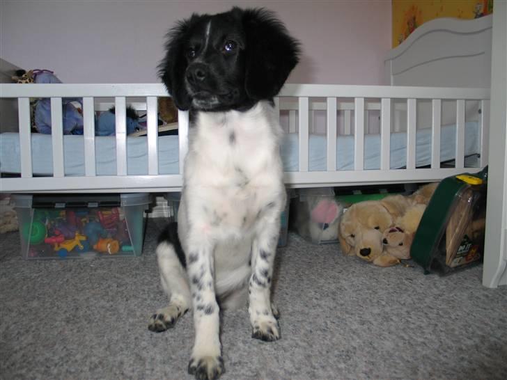 Stabijhoun Silja - en dag hjemme på værelset billede 4