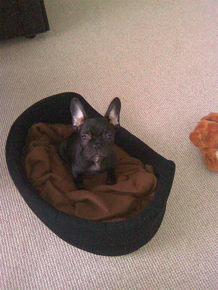 Fransk bulldog Herkules billede 12