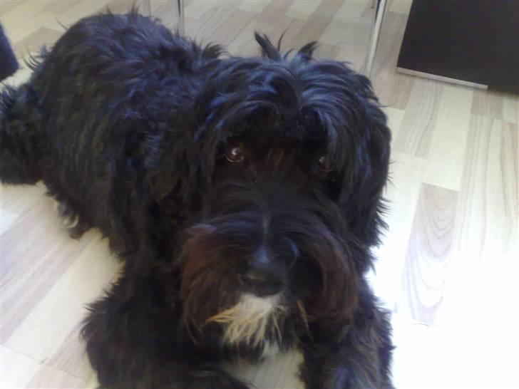 Blanding af racer Snip - Den bedste hund<3 billede 1
