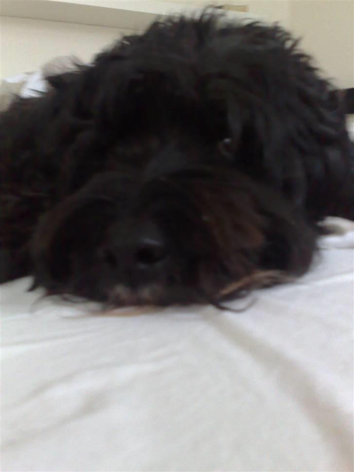 Blanding af racer Snip - Min dovne hund (; billede 4