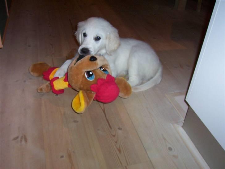 Golden retriever Charlie - den er bare sådan en god ven (;  billede 7