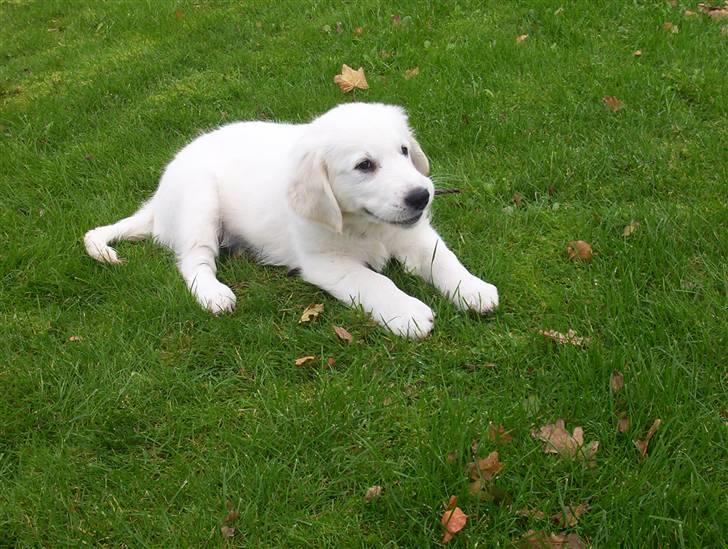 Golden retriever Charlie - det er svært at få fat i alle bladene ;b men jeg prøver hehe billede 8