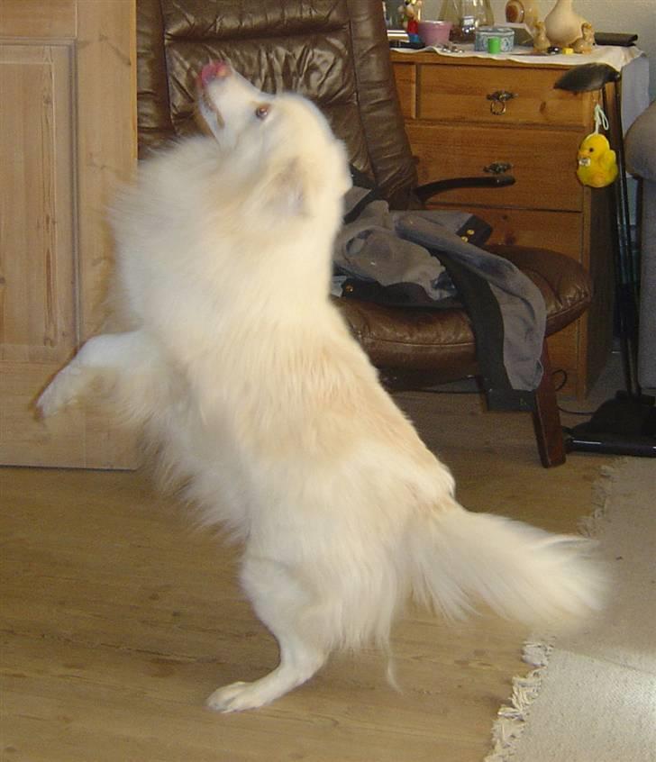 Japansk spids Rocky billede 1