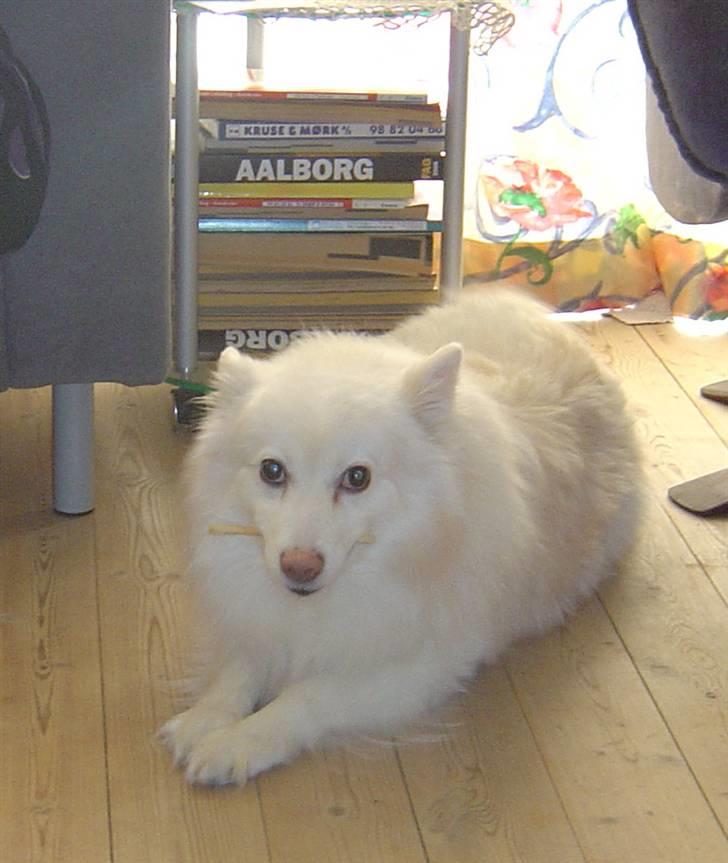 Japansk spids Rocky billede 2