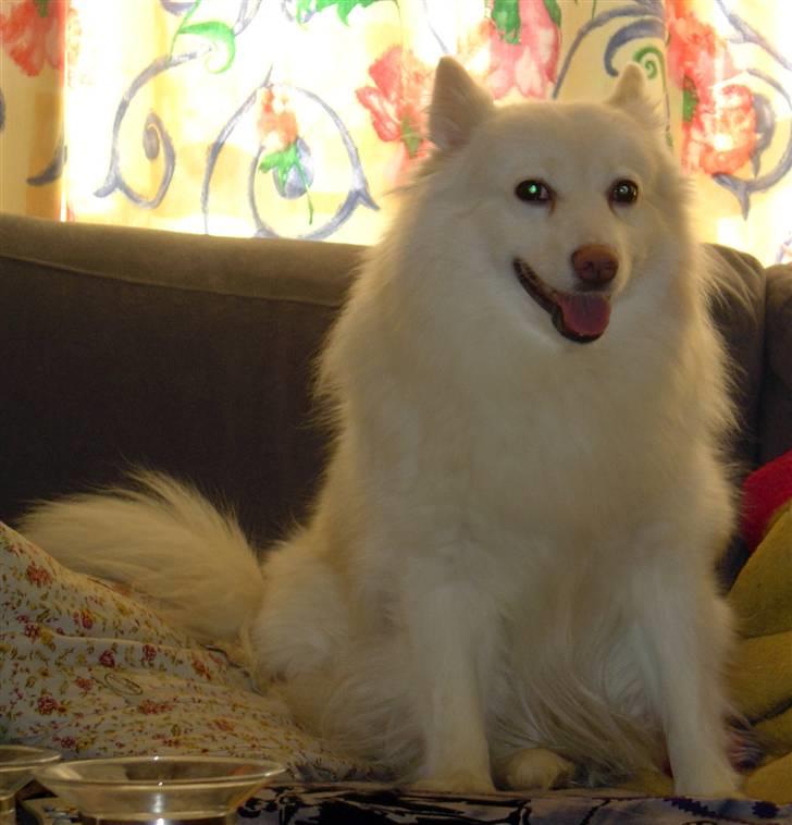 Japansk spids Rocky billede 3