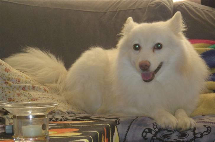 Japansk spids Rocky billede 4