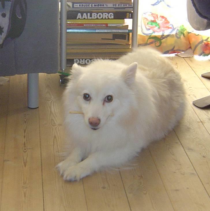 Japansk spids Rocky billede 5