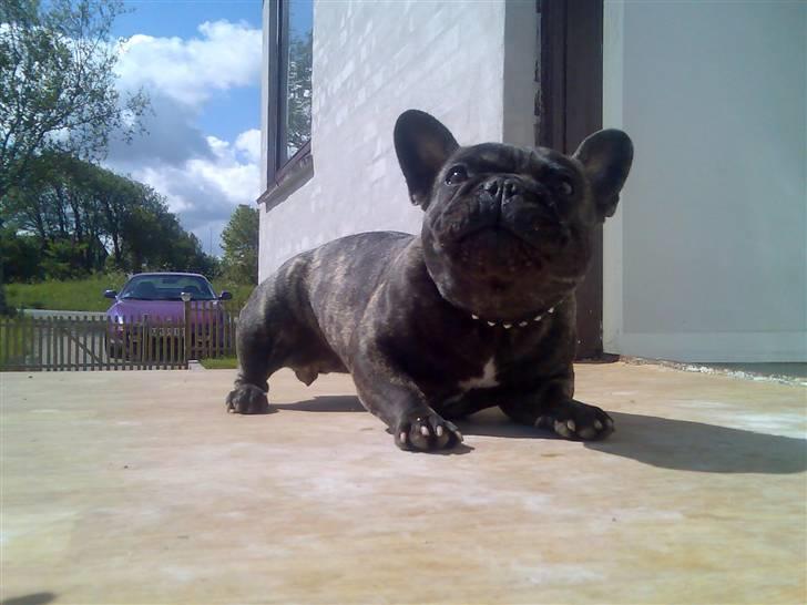 Fransk bulldog Etna - Det her er min trappe... kom bare an billede 10