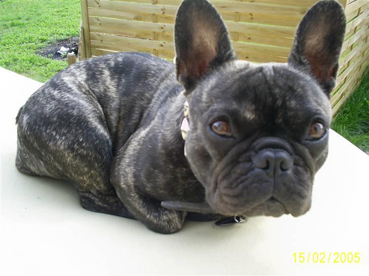 Fransk bulldog Etna - Hvem sagde skildpadde billede 11