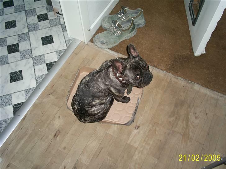 Fransk bulldog Etna - åhhh en papkasse, findes der næsten noget bedre???? billede 12