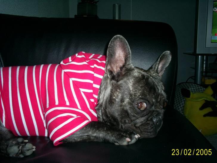 Fransk bulldog Etna - ja ja jeg har fået find holger blusen på og jeg er nuttet.... hmmm det er jeg sgu da altid!!! billede 13