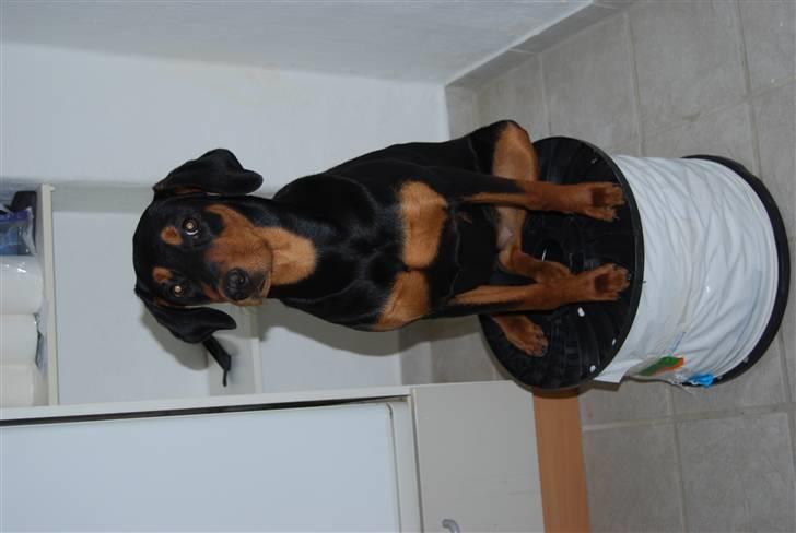 Dobermann Bonnie billede 8