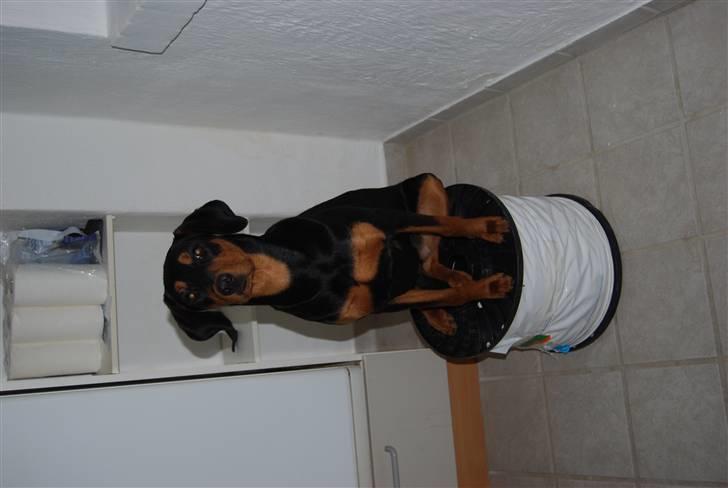 Dobermann Bonnie billede 9