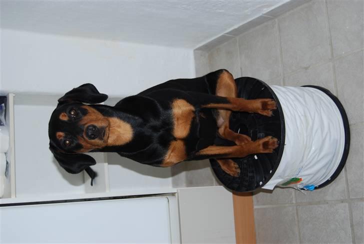 Dobermann Bonnie billede 10