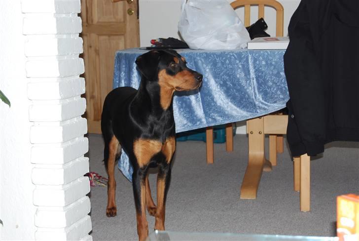 Dobermann Bonnie billede 11