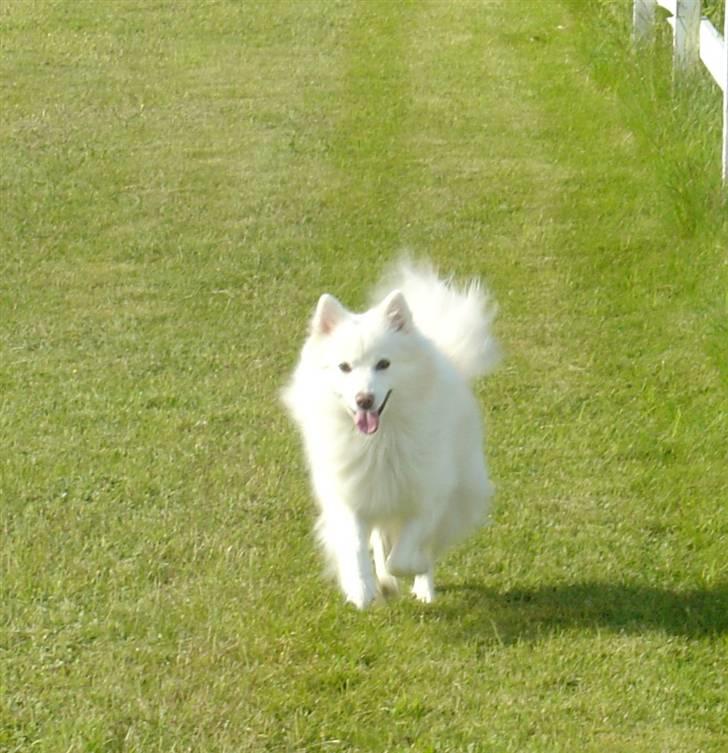 Japansk spids Rocky billede 6