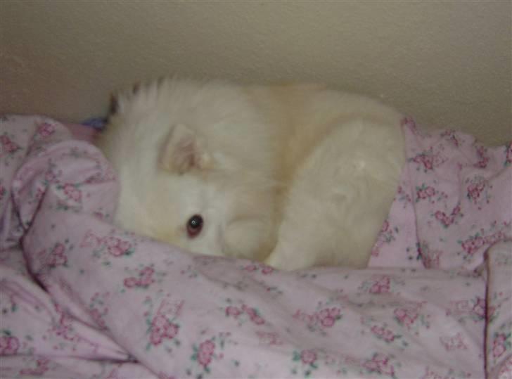 Japansk spids Rocky billede 7