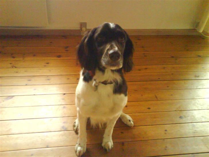 Kleiner münsterländer Asko - V V K K O O M M E E N N ! ! billede 1