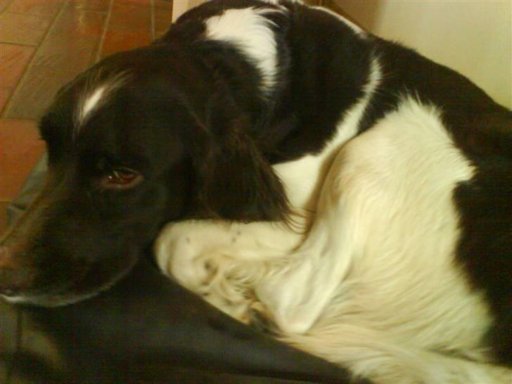 Kleiner münsterländer Asko - Hmmm . . . . . . . . . . . . . . . . . . . . . .   billede 3