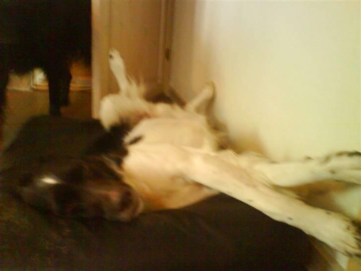 Kleiner münsterländer Asko - Uhhh . Jeg Strækker Mig Laaaaaaangt <33 billede 4