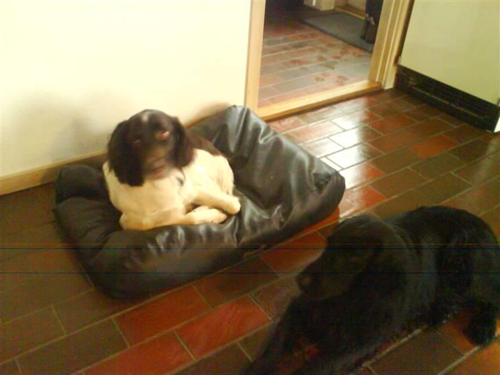 Kleiner münsterländer Asko - Jeg Kom Først . Haa Haa Mille . Du Kan Tage Gulvet !! billede 5