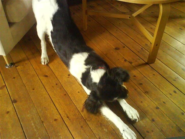 Kleiner münsterländer Asko - Gaaaab ... billede 6