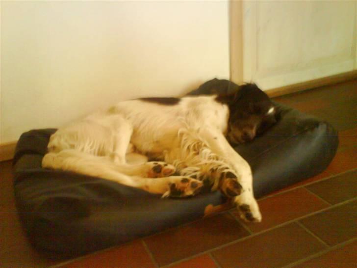 Kleiner münsterländer Asko - ZzZzZzZzZzZz billede 7