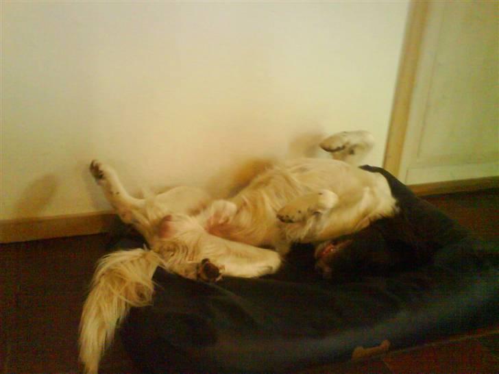 Kleiner münsterländer Asko - Her Ligger Jeg bare ......... billede 8