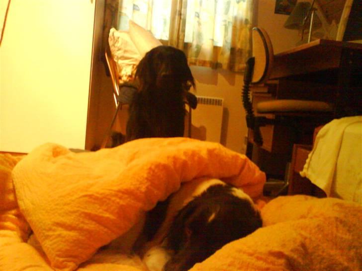 Kleiner münsterländer Asko - Sig hvad Du Vil Mille , Men Jeg Ligger Altså Her ! billede 9