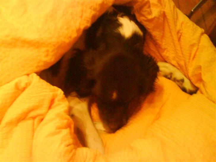 Kleiner münsterländer Asko - ... Og Sover ... ZzZzZzZz billede 10