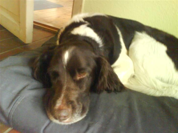 Kleiner münsterländer Asko - jeg er sulten  - - - - - - - - - - - - - - - - - - -  - - - - -  billede 11