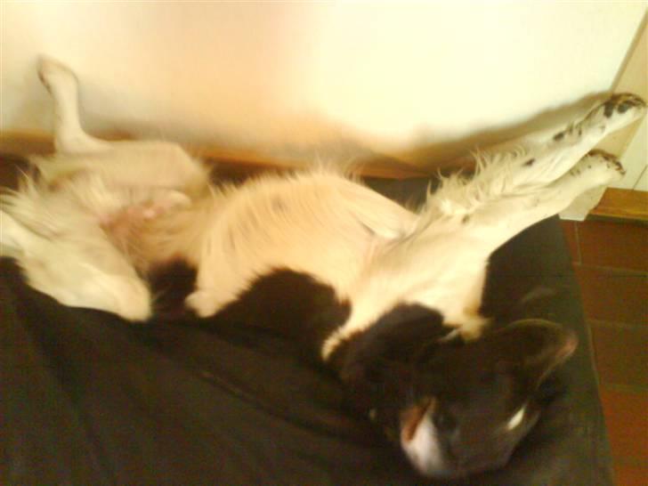 Kleiner münsterländer Asko - Gaab . Skal Vi Nu Ud Og Gå ??? billede 12