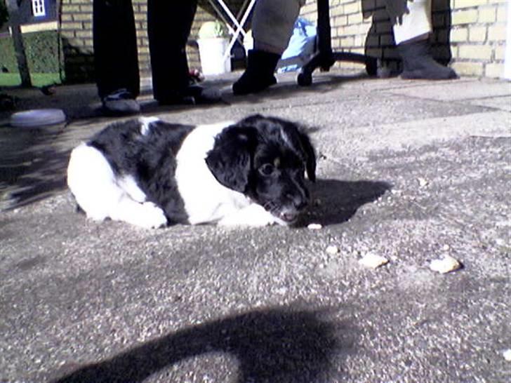 Blanding af racer Mathilde - også et som hvalp... billede 21