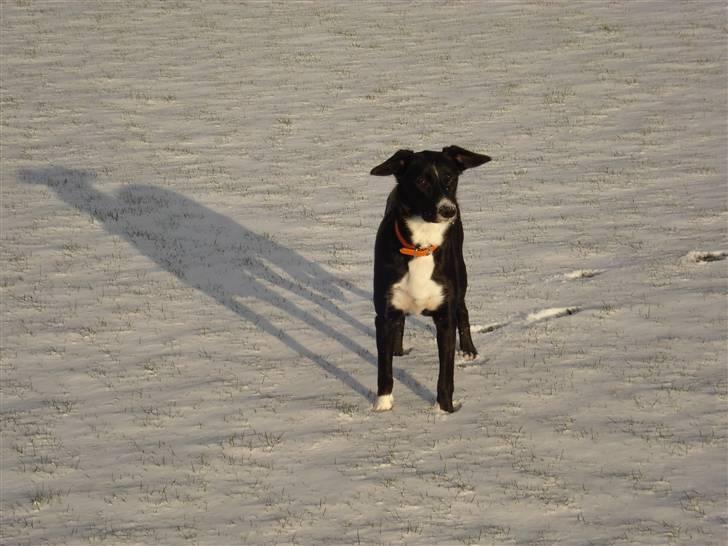 Border collie Trille billede 1