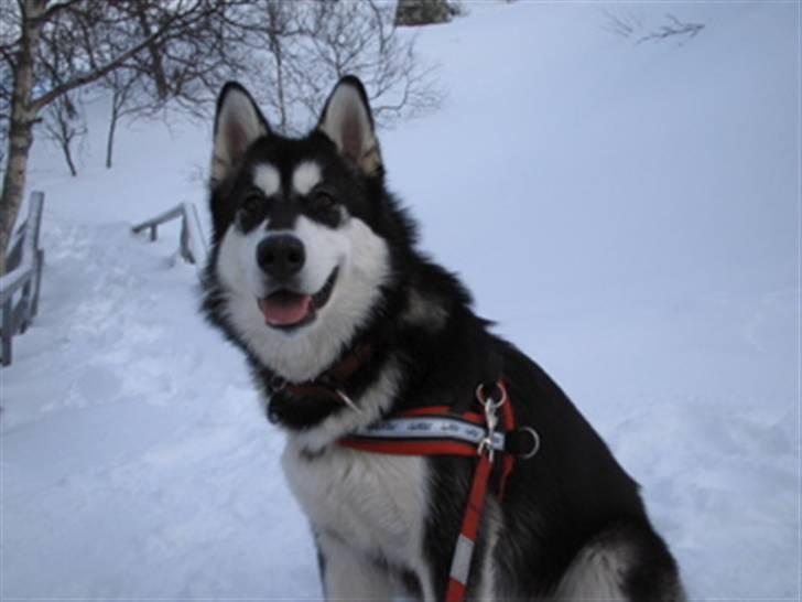 Alaskan malamute shiba billede 16