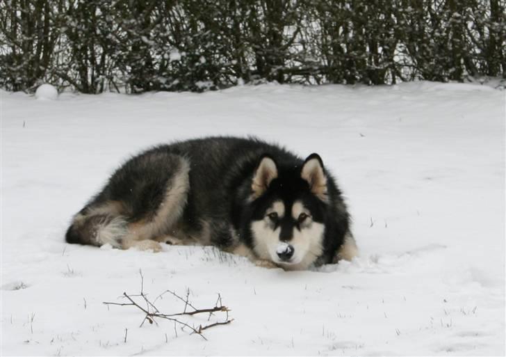 Alaskan malamute Maluq    R.I.P  august 2011 - nyder sneen inden den helt forsvinder igen billede 19