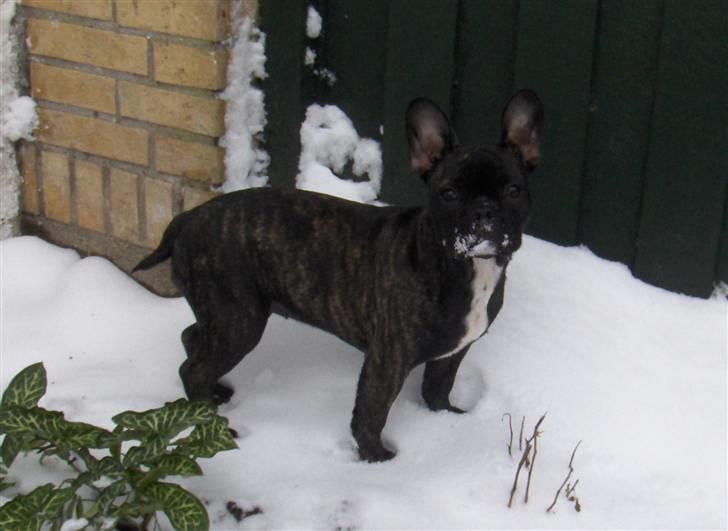 Fransk bulldog Molly - Ude i sneen og næsten 5 måneder billede 20