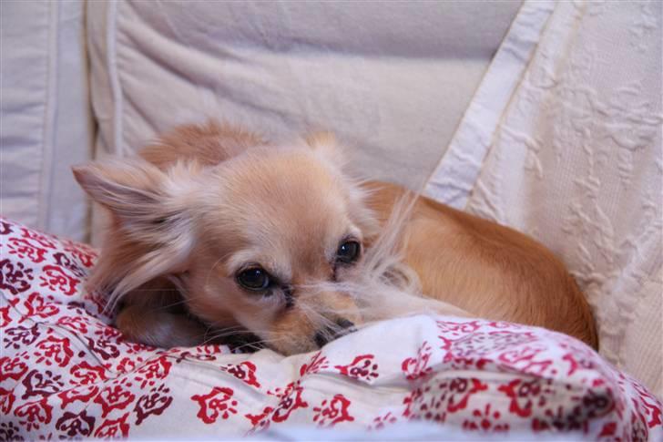 Chihuahua Noah Alpha Hunter billede 16