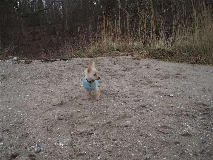 Chihuahua Noah Alpha Hunter billede 17