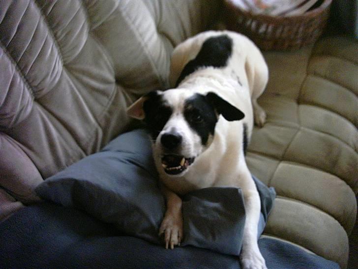 Jack russell terrier puma - puma billede 1