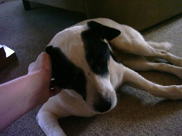 Jack russell terrier puma - puma billede 2