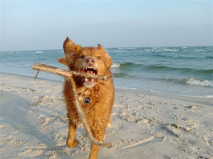 Nova scotia duck tolling retriever Kylador's Zee Dana billede 5