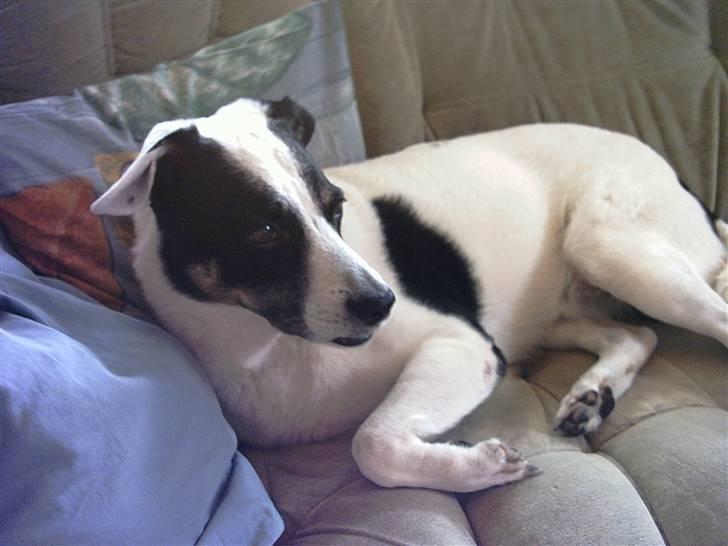 Jack russell terrier puma - puma billede 3