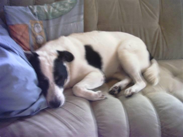 Jack russell terrier puma - puma billede 4