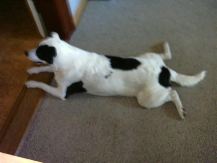 Jack russell terrier puma - puma billede 5