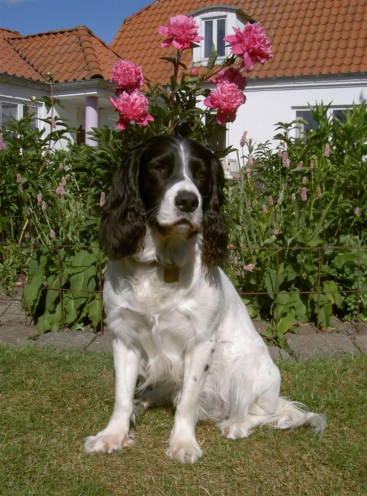 Field Trial spaniel Max - Dejligt sommerbillede - nyder det gode vejr og leger fotomodel:-) billede 20