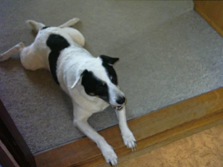 Jack russell terrier puma - puma billede 6