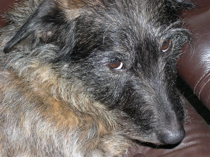 Blanding af racer Rasmus billede 9